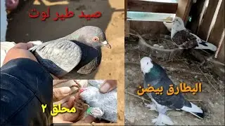 صيد حمامه لوت 🤩 بيضن البطاريق 🐧البرج نكع ماي ⛈️/أكرم الصياد