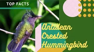 Antillean Crested Hummingbird facts 🦜 Found 🇦🇮🇦🇬🇧🇧🇩🇲🇬🇩🇬🇵🇲🇶🇲🇸🇵🇷🇰🇳🇱🇨🇻🇬🇻🇮