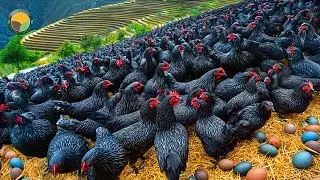 How to Raise Black Chickens: Why Black Chicken Eggs and Meat Are So Expensive | Farming Documentary