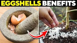 This Is Why You Should Never Throw Away Eggshells!