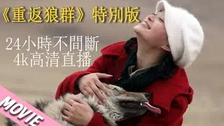 【重返狼群Return To The Wolves 】4k高修復版  #drama #cdrama #动物