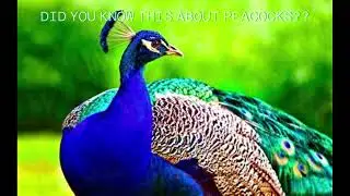 FUN FACTS ABOUT PEACOCKS?