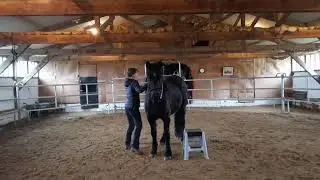 COMMENT DESENSIBILISER SON PONEY AU MONTOIR?