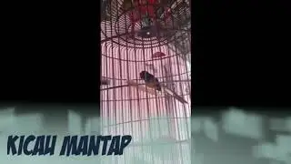 kicau mantap#master murai juara#murai tembak#murai fighter juara#kicau murai#