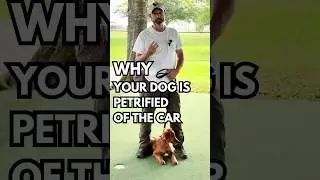 Dog Afraid of Car Rides? How to Overcome Dog Anxiety in the Car!