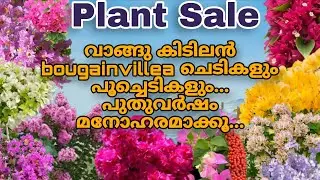 Plant sale. 90 രൂപ മുതൽ Bougainville plants .. പൂച്ചെടികൾ. ഇലച്ചെടികൾ....ph 9744014235