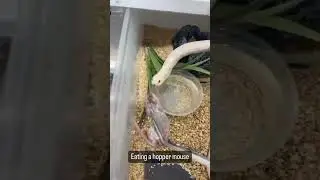 EDEN Western Hognose Feeding! # #reptiles #snake #reptile #animal #pet #worldsnake #wildlife #cobra