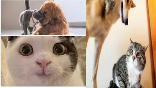 #cat #funny#dog#throw #cat #down #videos #funnyvideo ...