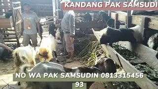 600 RB SAMPAI 1JT BAKALAN DAN BUNTING ⁉️ REVIEW DI KANDANG PAK SAMSUDIN @BERPETUALANG75 