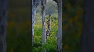 wildlife//#safarispectacle#nature #viral#short!