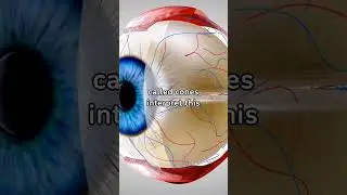 Colorful Visions: How Eyes Perceive Colors #shorts