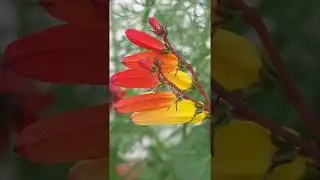 Spanish flag vine - Ipomoea lobata  - Logavafklukka - Flugeldabl&oacute;m - Klifurpl&ouml;ntur - Sumarbl&oacute;m