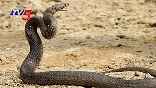 Snakes in Ministers Quarters , Banjara Hills | TV5 News