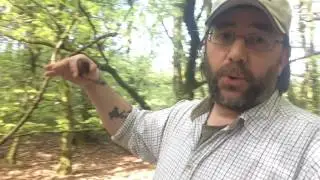 Beech Wood Ramble