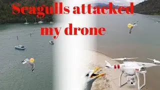 SEAGULL'S ATTACKED MY DRONE!!