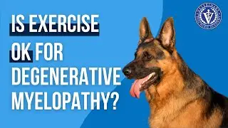 Is exercise ok for dogs with Degenerative Myelopathy?