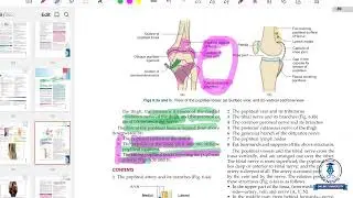Anatomy: Hip Joint, Front, Back, Medial & Lateral Side of Leg, Dorsum & Sole of Foot, PoplitealFossa