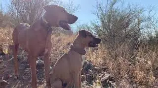 Rhodesian Ridgeback&rsquo;s Hunt and recall on command. #dog #dogs #rhodesianridgeback #hunting #ridgeback