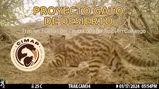 PROYECTO GATO DE DESIERTO | Tras las huellas del Leopardus garleppi (Mini-documental) 