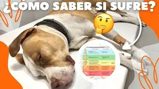CÓMO DETECTAR SU DOLOR 😭 *INFORMACIÓN IMPORTANTE*