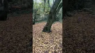 7 Nov Highgate wood park