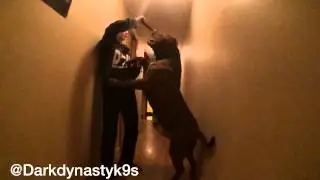 The biggest bully pitbull on earth! THE HULK of DDKLINE HUM