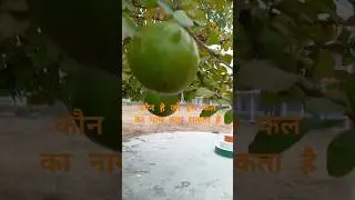 Amazing fruits 🍒🫐  #fruit #funny#festival# tree #