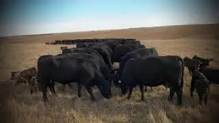 AGEC 750 - Economics of Animal Health and Food Safety