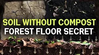 The Forest Floor Trick That Builds Perfect Soil Without Composting
