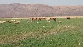 COWS AND SHEEP GRAZING TOGETHER