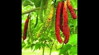 ORGANIX ROSA BY THE ROOP NURSERY MulberryShahtoot Grafted Live Fruit Plant   Red