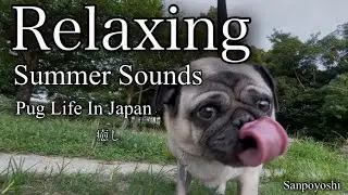 Relaxing Pug Walk with Cicadas Singing | はまんぽ #3 &ndash; Slow Life in Japan