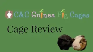 REVIEWING A 2x4 C&C Cage With Loft 2023 #cagereview #guineapigs