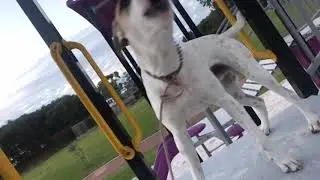 Bull Arab howling