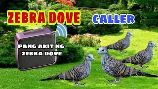 EP 2 huni ng ibon / zebra dove caller / dexters tv hunter