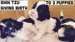SHIH TZU GIVING BIRTH TO 3 PUPPIES | FIRST TIME LITTERING #puppies