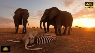 “Os Incríveis Elefantes | Gigantes Gentis da Natureza”