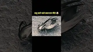 धातु खाने वाले खतरनाक कीड़े | new Hollywood hindi dubbed movie | Hollywood movie 2025