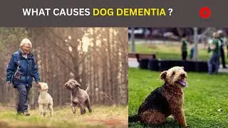 Dementia in dogs. its causes, symptoms and treatment#dogs#dementia   