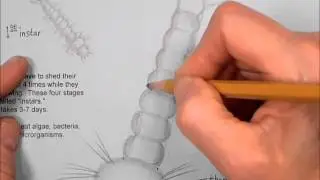 How to draw mosquito larva and pupa