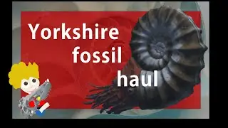 Massive AMMONITE parts !! | Speeton Beach Yorkshire |  Henry's Fossils