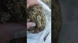 #Weed #Nepal #organic ❤️