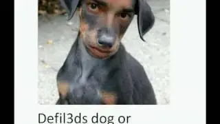 defil3ds dog
