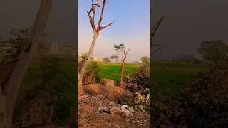 Sort #Sorrs#trending #love #music #Virelsort #Dksort #,, video,,