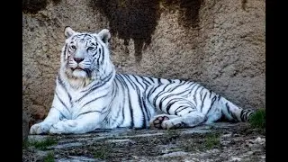 Eleven the Artist - White Tiger (ft. Shawny Bones)