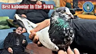 Best kabootar in the Town of Ustad Hafiz Awais