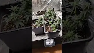 Critical Auto 2.0 #cannabis #growyourchannel