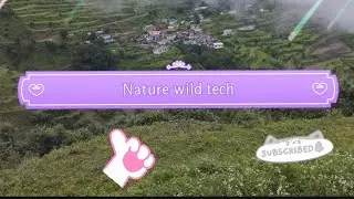wildlife shorts video@
