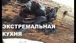 В лес за грибами 26 февраля 2021. Экстремальная кухня: жареная эксидия железистая