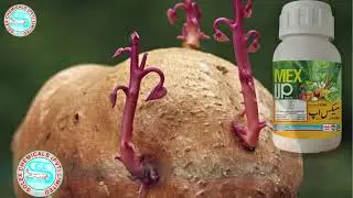 MEX UP by Solex Chemicals &ndash; Blight Fighter for Potato Farmers | Control Early Blight & Late Blight